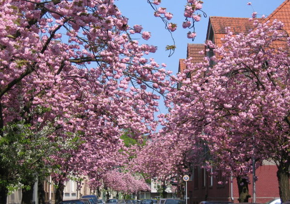 Blühende Bäume am Alten Postweg in Dorsten