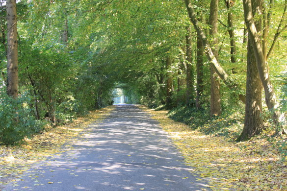 Allee in Lembeck