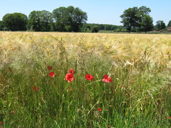 Kornfeld mit Klatschmohn