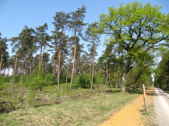 Wander- und Reitweg durch ein Dorstener Waldgebiet