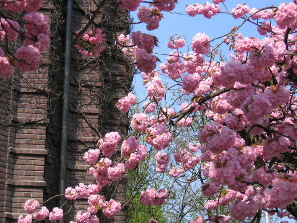 Kirschblüten vor dem Amtsgericht Dorsten